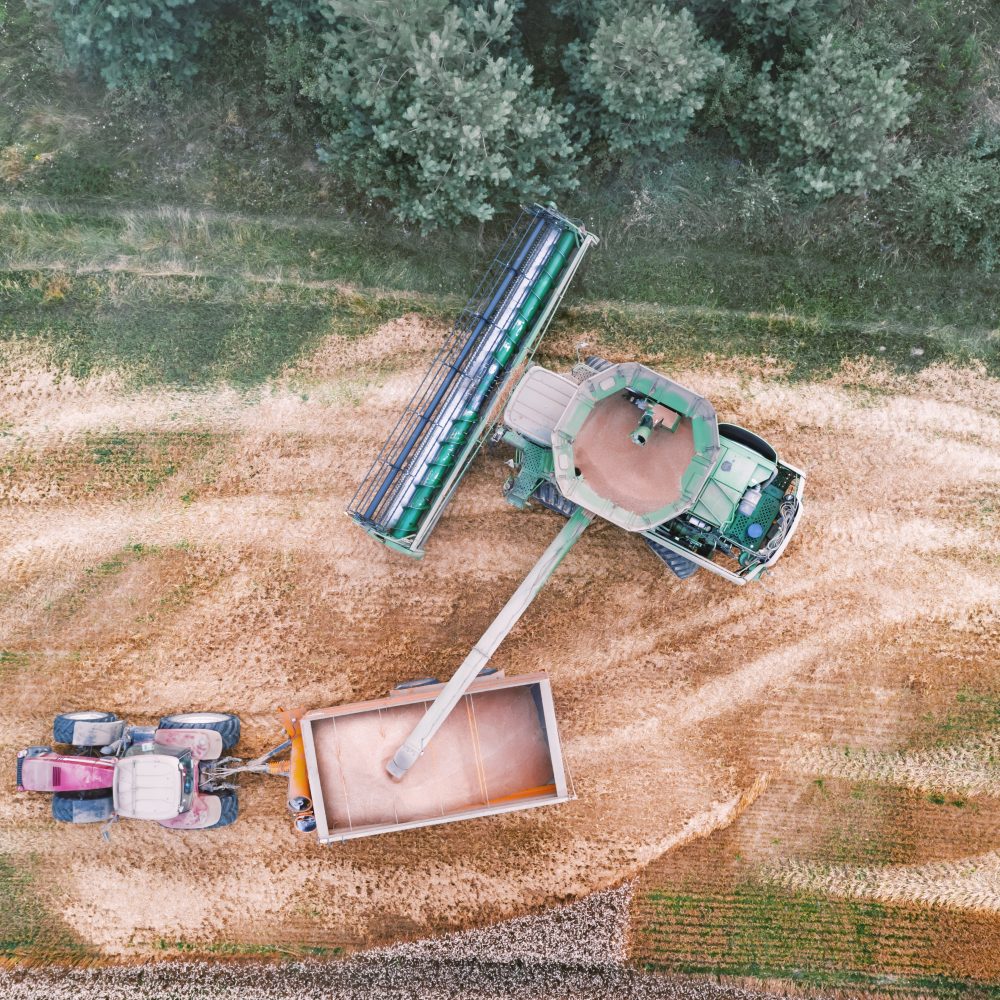 Harvesting wheat in autumn field. A modern tractor stands directly next to the harvester combine and transports wheat grain. Aerial top view
