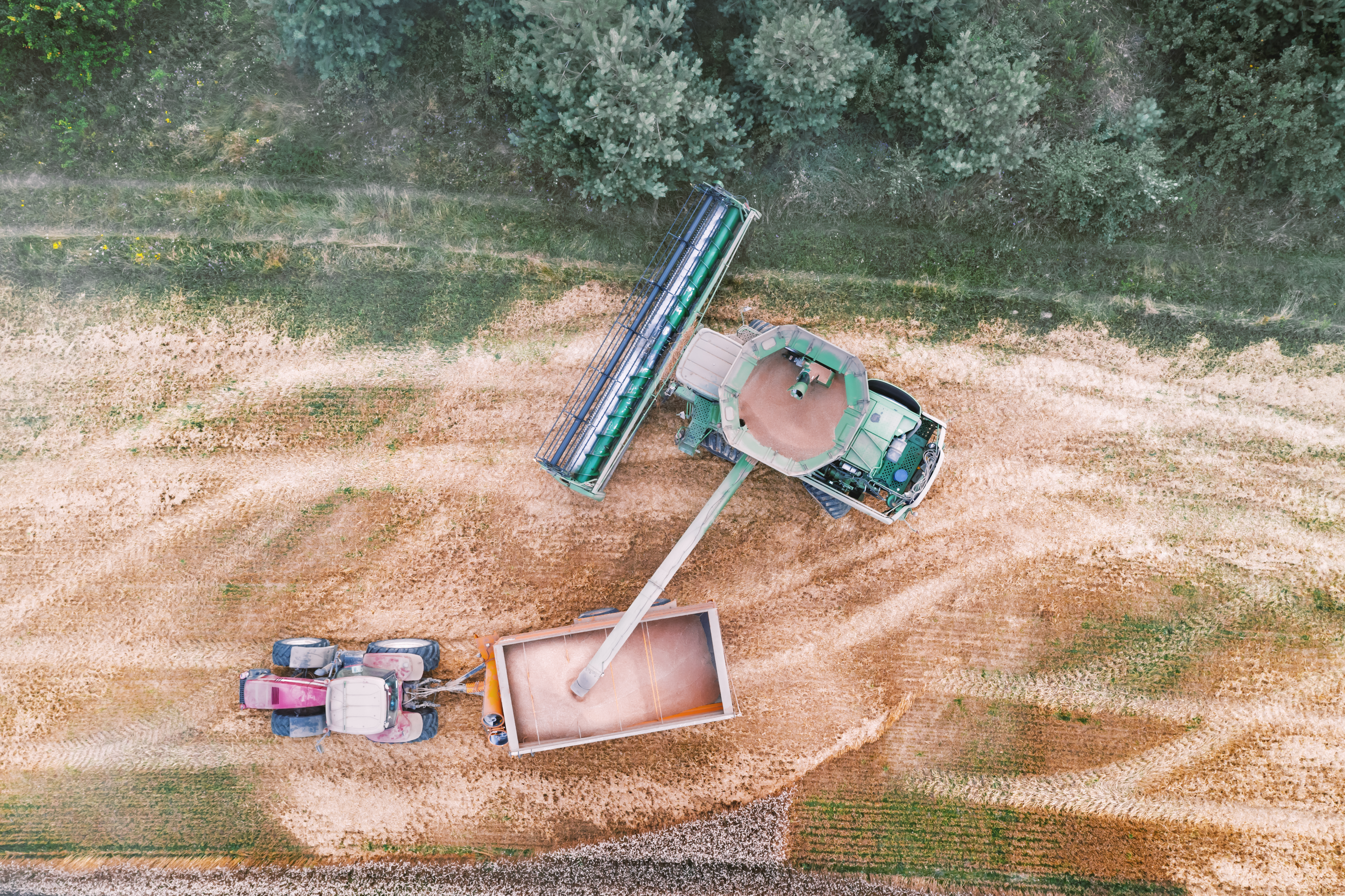 Harvesting wheat in autumn field. A modern tractor stands directly next to the harvester combine and transports wheat grain. Aerial top view